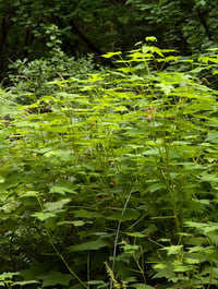 Image 3 of Thimbleberry  (Rubus parviflorus)