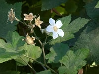 Image 4 of Thimbleberry  (Rubus parviflorus)