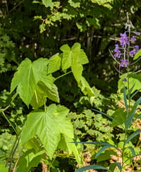Image 5 of Thimbleberry  (Rubus parviflorus)