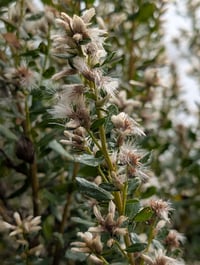 Image 3 of Coyote Bush  (Baccharis pilularis ssp. consanguinea)