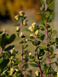 Image 5 of Coyote Bush  (Baccharis pilularis ssp. consanguinea)