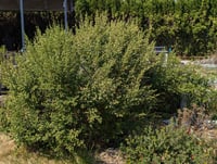 Image 4 of Coyote Bush  (Baccharis pilularis ssp. consanguinea)