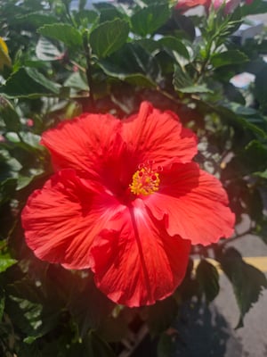 Image of Inner Glow Tisane 