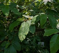 Image 6 of Cascara  (Rhamnus purshiana)