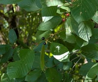 Image 4 of Cascara  (Rhamnus purshiana)