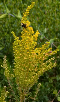 Image 2 of West Coast Goldenrod  (Solidago canadensis var. elongata)