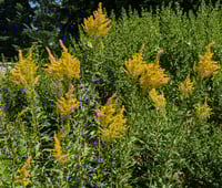 Image 4 of West Coast Goldenrod  (Solidago canadensis var. elongata)