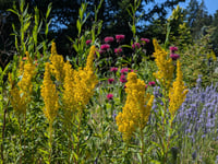 Image 1 of West Coast Goldenrod  (Solidago canadensis var. elongata)