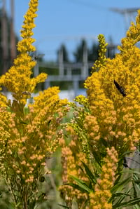 Image 5 of West Coast Goldenrod  (Solidago canadensis var. elongata)