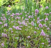 Image 4 of Seablush  (Shortspur Seablush)