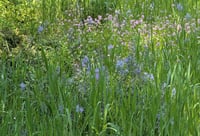 Image 3 of Seablush  (Shortspur Seablush)