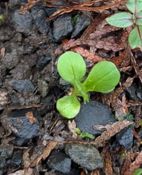 Image 7 of Seablush  (Shortspur Seablush)