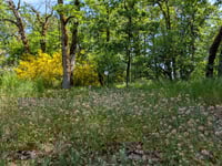 Image 6 of Seablush  (Shortspur Seablush)