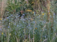 Image 1 of Blue Gilia Seed  (Gilia capitata)
