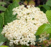 Image 2 of Blue Elderberry  (Sambucus caerulea)