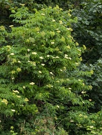 Image 3 of Blue Elderberry  (Sambucus caerulea)