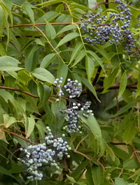 Image 4 of Blue Elderberry  (Sambucus caerulea)