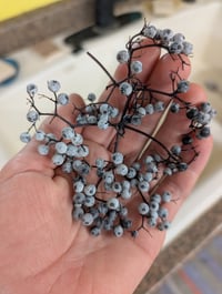 Image 5 of Blue Elderberry  (Sambucus caerulea)