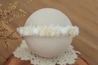 Newborn/Sitter Halo 313