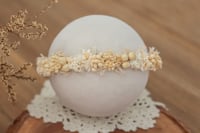 Newborn/Sitter Halo 315