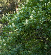 Image 3 of Red Elderberry  (Sambucus racemosa)