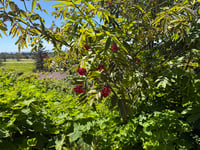 Image 1 of Red Elderberry  (Sambucus racemosa)