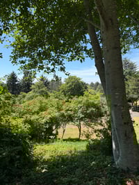 Image 4 of Red Elderberry  (Sambucus racemosa)
