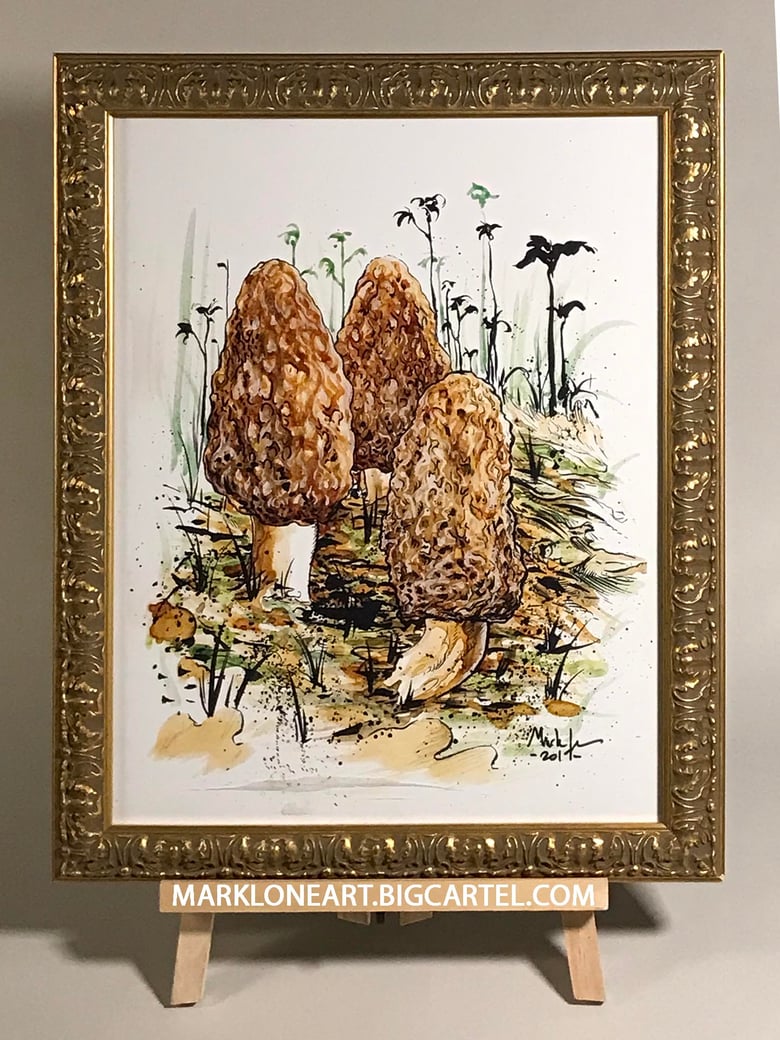 Image of morels 