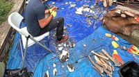 1 to 1 Beginners flint Knapping workshop 