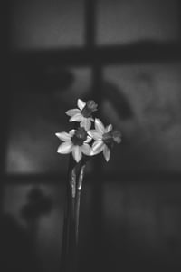 From the Shadows : Explorations in Still Life