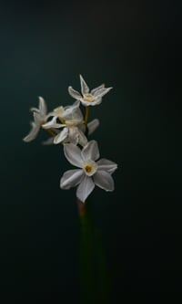 Light of the World: Explorations in Still Life