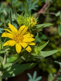 Image 1 of Willamette Valley Gumweed  (Grindelia integrifolia)