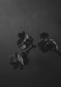 Still Life with Orchids no. 2 : Explorations in Still Life