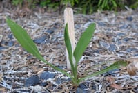 Image 5 of Willamette Valley Gumweed  (Grindelia integrifolia)