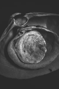 Do You Remember the Sun?: Explorations in Still Life