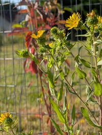 Image 3 of Willamette Valley Gumweed  (Grindelia integrifolia)