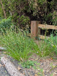 Image 1 of Chamisso Sedge  (Carex pachystachya)