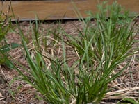Image 5 of Chamisso Sedge  (Carex pachystachya)