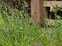 Image 4 of Chamisso Sedge  (Carex pachystachya)