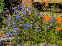 Image 3 of Chamisso Sedge  (Carex pachystachya)