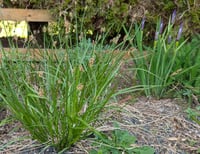 Image 2 of Chamisso Sedge  (Carex pachystachya)