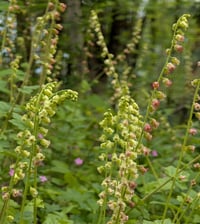 Image 1 of Fringecup  (Tellima grandiflora)