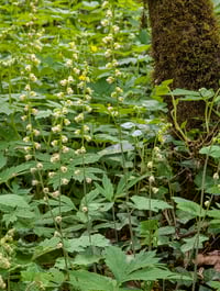 Image 3 of Fringecup  (Tellima grandiflora)