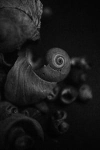 Remnants of Summer : Explorations in Still Life