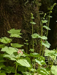 Image 6 of Fringecup  (Tellima grandiflora)
