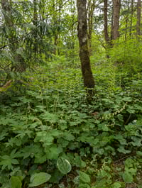 Image 5 of Fringecup  (Tellima grandiflora)
