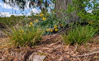Image 2 of Awl-Fruited Sedge  (Carex stipata)