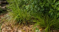 Image 1 of Awl-Fruited Sedge  (Carex stipata)