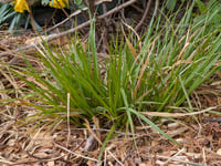 Image 3 of Awl-Fruited Sedge  (Carex stipata)