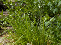 Image 4 of Awl-Fruited Sedge  (Carex stipata)